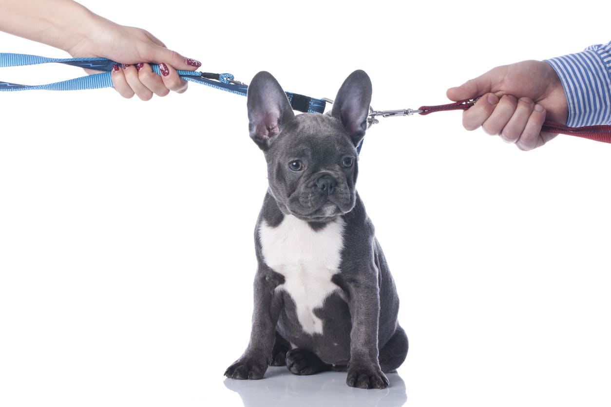 IMAGE-What-Happens-to-Your-Pets-in-a-Divorce-Understanding-Pet-Custody